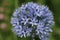 Blue Allium caeruleum Flowers