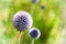 Blue allium flowers in sunlight