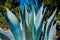 Blue Aloe Cactus in Sunshine