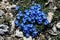 Blue alpine flowers