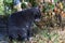 blue American Burmese cat licks his paws with his tongue