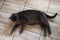 blue American Burmese cat lies on the warm floor