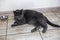 blue American Burmese cat lies on the warm floor