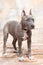 blue American Staffordshire Terrier, gray color, cropped ears. pedigree trained dog. training, obedience of grey amstaff puppy