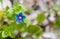Blue Anagallis arvensis or Scarlet pimpernel flower