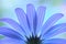 Blue anemone