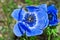 Blue anemone