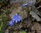 Blue anemone on the background of forest foliage.