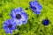 Blue anemone flower