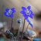 Blue Anemone flowers