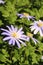 Blue Anemone flowers amongst green leaves close up portrait format