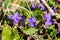 Blue Anemone Hepatica forest flowers in Schaan in Liechtenstein