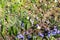 Blue Anemone Hepatica forest flowers in Schaan in Liechtenstein