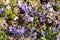 Blue Anemone Hepatica forest flowers in Schaan in Liechtenstein