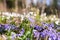 Blue Anemone Hepatica forest flowers in Schaan in Liechtenstein