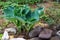 Blue Angel Hosta Funkia with lush leaf grows near garden pond. Blue Hosta leaves on blurred background of pond shore