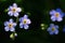 Blue angel\'s-eye flowers (Veronica chamaedrys)