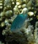 Blue Anthias Chromis in Coral Fiji