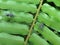 Blue ants on green fern leaf.