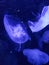 Blue Aquarium Jellyfish