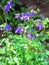 Blue Aquilegia