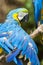 Blue Ara Parrot Detail