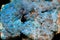 blue aragonite mineral as nice texture