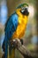 Blue Arara; Brazilian bird