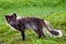 Blue Arctic Fox (Alopex lagopus semenovi)