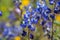 Blue Arizona Lupines (Lupinus Arizonicus) blooming in a green field