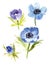 Blue art watercolor wedding blossom anemones flowers on white background.