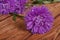 Blue aster against the brown table