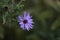 A blue aster blooms in the garden.
