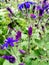 Blue aster field among green leaves