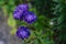 Blue aster flower. Blue flower background. Content plants and flowers.