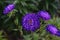 Blue aster flower. Blue flower background. Content plants and flowers.