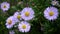 Blue aster flowers on a background of green foliage. purple floral background.