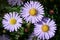 Blue aster flowers on a background of green foliage. purple floral background.