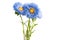 blue aster isolated