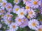 Blue asters bouquet background, outdoors