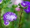 Blue asters in nature