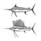 Blue atlantic marlin & sailfish with large fin, commercial marine fish, delicious seafood, engraving, sketch