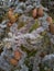 Blue Atlas Cedar Tree Branches and Cones