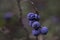 Blue autumn berries. Wild thorns.