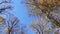 Blue autumn sky and trees with yellow and golden foliage. Trees sway in the wind.