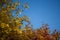 Blue autumnal sky and tree branches