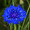 Blue Bachelor's Button Cornflower Blooming Macro