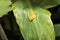 Blue-back reed frog, Heterixalus madagascariensis nature Madagascar