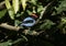 Blue-backed manakin, Chiroxiphia pareola