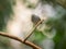 A Blue backed Manakin sitting on a branch